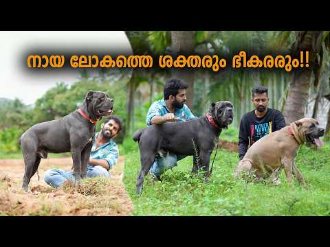 കരിമ്പുലികുഞ്ഞുങ്ങൾ കേരളത്തിൽ || Vickies Greeny