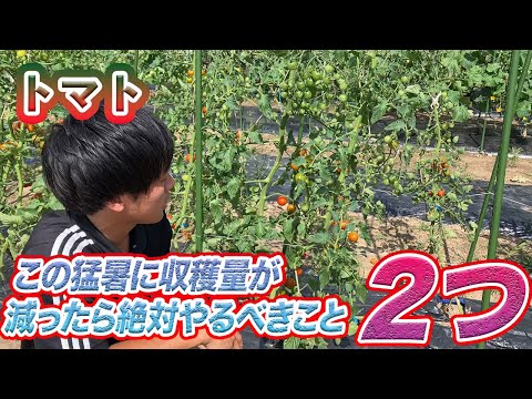 トマトのコーヒー粉の量はどれくらいですか?収穫量を向上させる最適な肥料  庭園