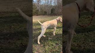 Video preview image #1 Poodle (Miniature) Puppy For Sale in Pacolet, SC, USA