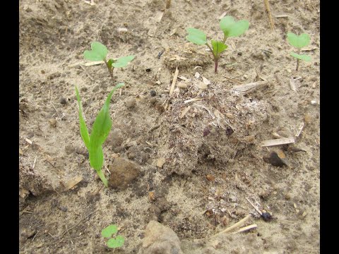 133: Feldexkursion: Rapsherbizide, Zwischenfrüchte - NU Agrar, 28.08.2019