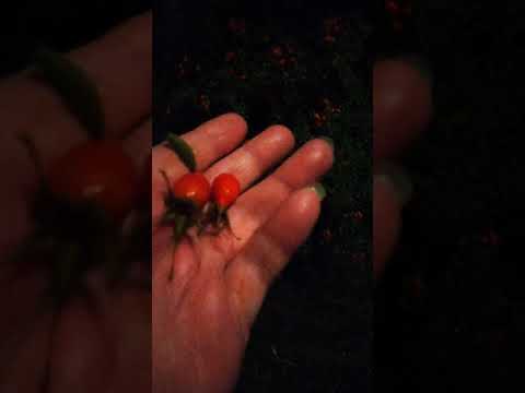 Bigfoot, Bager Jørgen, Smadremanden, Og Kim Tim. 18. september 2021