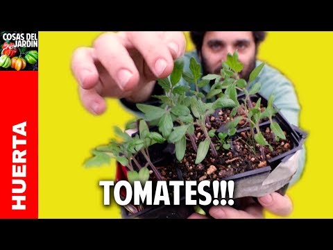 10 pasos para trasplantar tus plantines de tomate