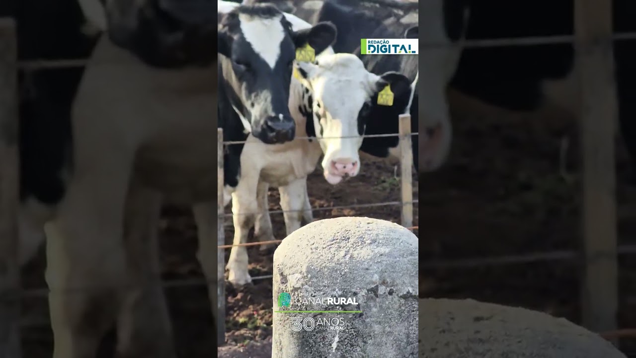 Vaca experimenta pimenta e surpreende com reação curiosa