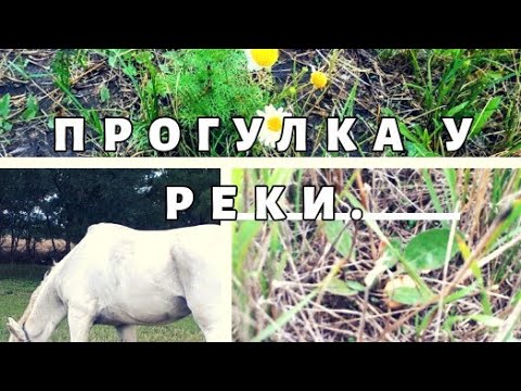 Прогулка у реки с внучкой/ Ищем грибы/ Встретили лошадь