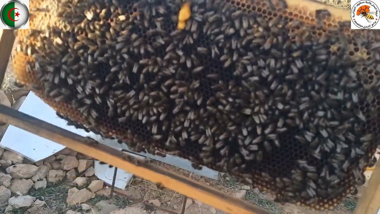 نصائح و ارشادات #تربية_النحل فصل الشتاء #اعمال_النحال الشهر ديسمبر 12
