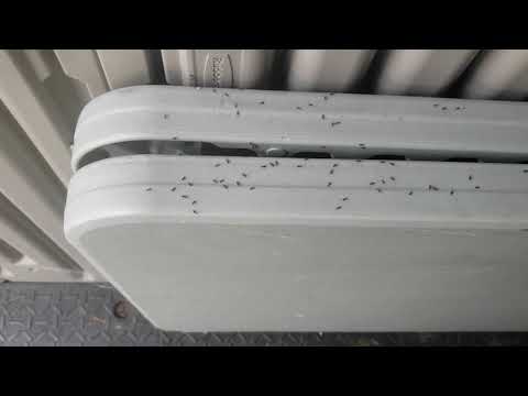 Summer Shed Infested with Ants in Atlantic Highlands, NJ