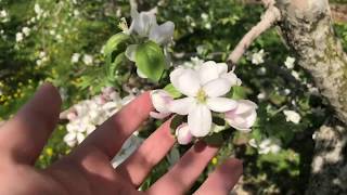 LIVE - Billions of Apple Blossoms 🌸 - Just in Time for Mother's Day