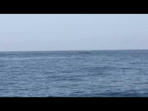 Fin whales in Alboran sea - Mediterranean