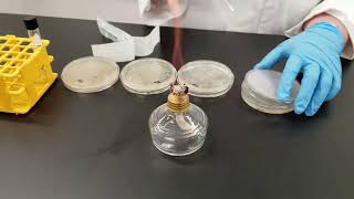 Mutation Caused by UV Light