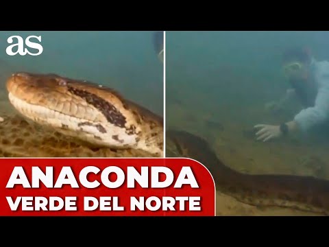 Descubren durante el rodaje de un documental con Will Smith una especie de anaconda gigante de 500 kilos