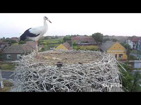 Cărpiniș 2015.08.06 - Piticuț