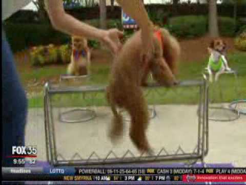Promotional video thumbnail 4 for Circus Dog Show by Menestrelli Entertainment, LLC