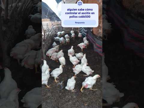 Desinfección de galpon de pollos de engorde en la cierra de #huánuco  Lauricocha #Huarin