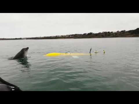 Bottlenose dolphin at Portland Harbour with Autosub Long Range
