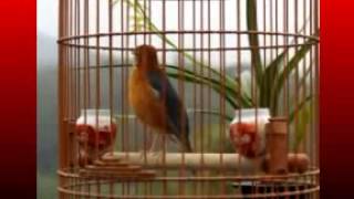 Download lagu Kicau Mania | Suara Burung | Anis Merah Gacor Teler Doyorng Juara mp3 Download lagu Kicau Mania | Suara Burung | Anis Merah Gacor Teler Doyorng Juara mp3