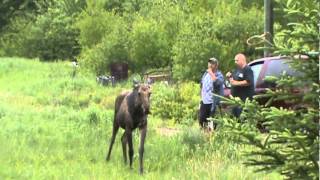 Moose playing with a Dog in the rain-St.-Phillippe NB