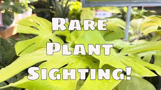 🌿 Big Box Monstera Golden Compact / Monstera Aurea / Plant Haul Plant Sighting