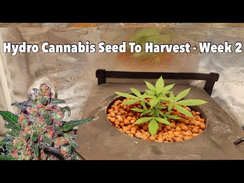 RDWC Hydroponic Cannabis Grow - Week 2 (How I Feed In Veg)