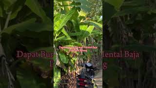 Download lagu DAPAT BURUNG MENTAL BAJA  #muraibatu #burung #muraibatumedangacor #kicaumania #muraybatumedan #pleci mp3 Download lagu DAPAT BURUNG MENTAL BAJA  #muraibatu #burung #muraibatumedangacor #kicaumania #muraybatumedan #pleci mp3