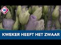 Kweker heeft het zwaar door coronavirus - OMROEP WEST