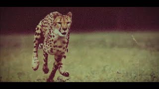 Leopard DaVinci - Anticyclone (Official Clip)