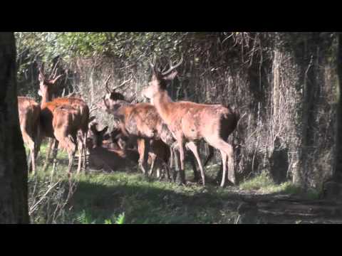 20 9 15  Villa Vicentina