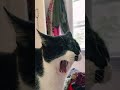 BB The Tuxedo Cat