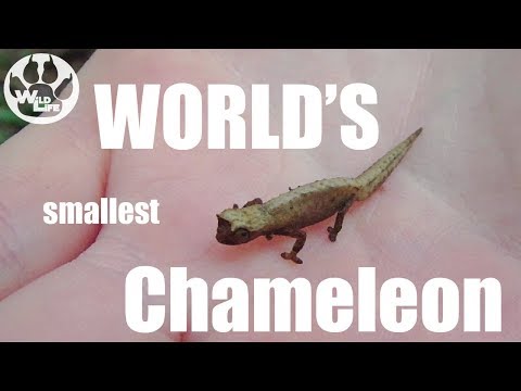 WORLD'S smallest Chameleon | Amber Mountain National Park - Wild Madagascar