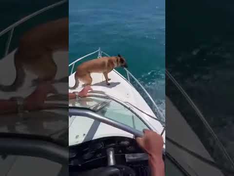 Great white shark attacks out of nowhere — the dog barks in panic! 😱🦈