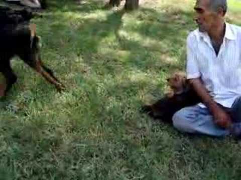 Face,Lora,Nazli and RAMBO