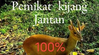 Download lagu suara kijang betina memangil kijang jantan asli. ~ Deer sound mp3