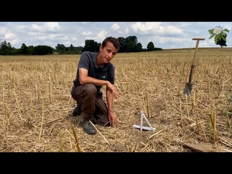 Feldexkursion 220: Stoppelbearbeitung nach Raps - N.U. Agrar GmbH, 31.07.2022