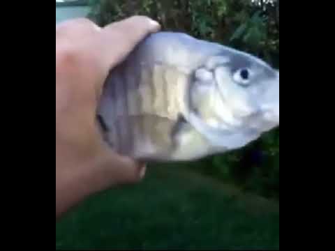 killer fish from san diego but a vine boom sound effect plays everytime he says killer fish