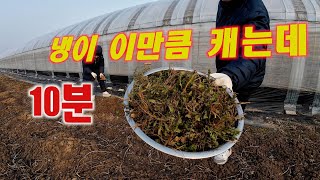 [냉이캐기] 이만큼 캐는데 딱 10분 #봄나물#냉이#씀바귀