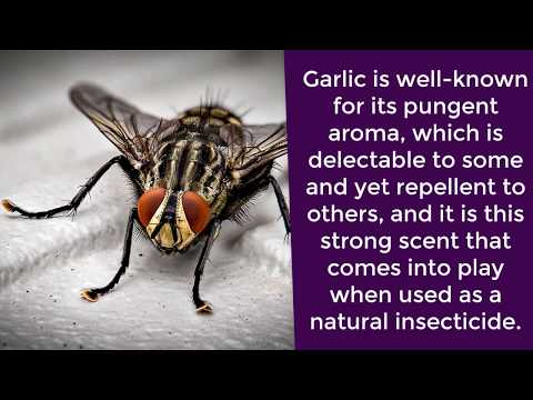 Pest control - how to do a general pest control treatment - diy pest control | domyown.com