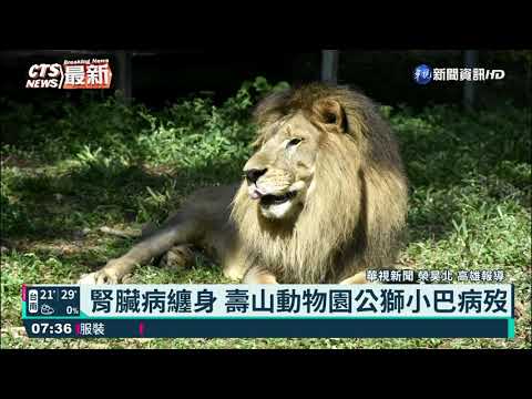 腎臟病纏身 壽山動物園公獅小巴病歿