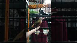 Download lagu Suara isian Tieumi / wambi mini cocok untuk masteran atau pancingan mp3 Download lagu Suara isian Tieumi / wambi mini cocok untuk masteran atau pancingan mp3