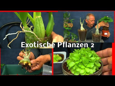 Exotische Pflanzen der Ratgeber schlau TV im Reich der Pflanzen Teil 2