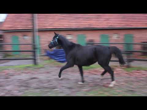 Diamond Queen Prinzess - FOR SALE - Rappstute zu verkaufen - Duir Ask Ichschi