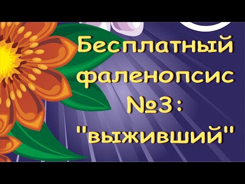 РЕАНИМАЦИЯ орхидей:БЕСПЛАТНЫЙ фаленопсис ("ВЫЖИВШИЙ").С днем рождения,Лариса!.