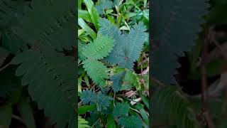 Download lagu Daun Putri Malu. Untuk obat Kuat. #tanamanobat, #putrimalu, #obatkuatalami mp3 Download lagu Daun Putri Malu. Untuk obat Kuat. #tanamanobat, #putrimalu, #obatkuatalami mp3