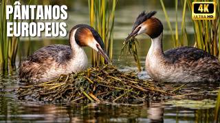 O Segredo dos Pântanos Boreais O Ecossistema Mais Misterioso do Norte Europeu - Documentário