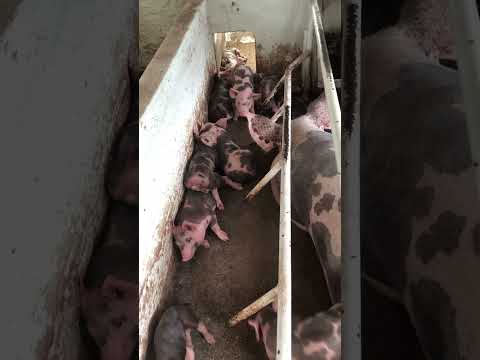 Granja gf suinos em Itapipoca Ce a máquina da suinocultura do nordeste 🚀🚀🚀🚀🚀