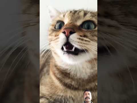 car sound @short##cat #meowingtv #catlover #cute #animal