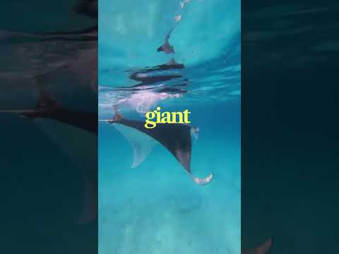 Komodo Island Indonesia  – Ultimate Travel Guide | Pink Beach, Dragons & Hidden Paradise