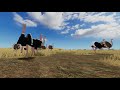 Playbox Safari Trailer 2020 Short