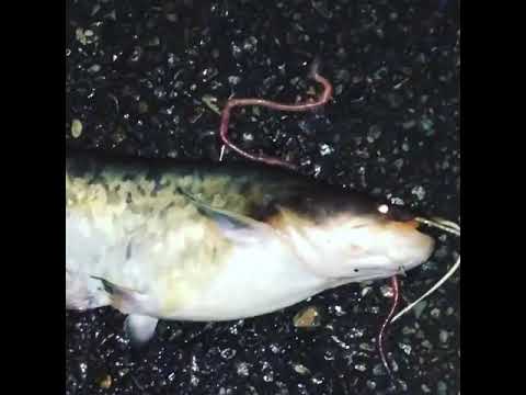 Meerval catfish сома 2,7kg