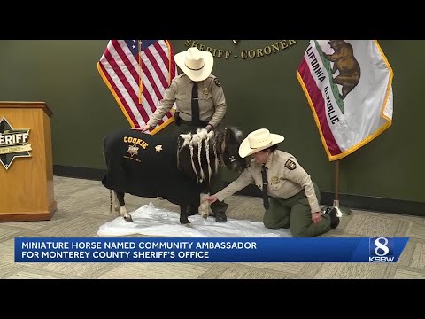 Miniature horse sworn in as Monterey County Sheriff's Office Community Ambassador