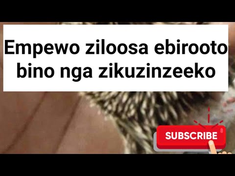 Bwotandika okuloota ebirooto bino,manya empewo zanyiiga @SSENGABIROOTONEDDAGALA