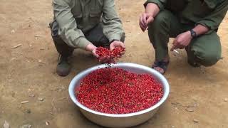 Phóng sự Sâm Ngọc Linh - Dược liệu Kon Tum